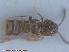  (Oxypoda sp - UAM:Ento:76246)  @11 [ ] CreativeCommons - Attribution Non-Commercial No Derivatives (2015) Derek Sikes University of Alaska Museum