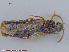  ( - UAM:Ento:76105)  @11 [ ] CreativeCommons - Attribution Non-Commercial No Derivatives (2015) Derek Sikes University of Alaska Museum