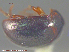  ( - UAM:Ento:93086)  @12 [ ] CreativeCommons - Attribution Non-Commercial No Derivatives (2014) Derek Sikes University of Alaska Museum