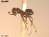 (Formica adamsi - UAM:Ento:93015)  @11 [ ] CreativeCommons  Attribution Non-Commercial No Derivatives (2021) Derek Sikes University of Alaska Museum