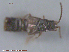  ( - UAM:Ento:89420)  @11 [ ] CreativeCommons - Attribution Non-Commercial No Derivatives (2015) Derek Sikes University of Alaska Museum