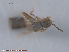  (Hydrosmecta pseudodiosica - UAM:Ento:89379)  @11 [ ] CreativeCommons - Attribution Non-Commercial No Derivatives (2015) Derek Sikes University of Alaska Museum