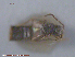  ( - UAM:Ento:89386)  @11 [ ] CreativeCommons - Attribution Non-Commercial No Derivatives (2015) Derek Sikes University of Alaska Museum