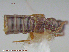  ( - UAM:Ento:85509)  @11 [ ] CreativeCommons - Attribution Non-Commercial No Derivatives (2015) Derek Sikes University of Alaska Museum