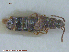  ( - UAM:Ento:87385)  @11 [ ] CreativeCommons - Attribution Non-Commercial No Derivatives (2015) Derek Sikes University of Alaska Museum