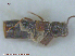  ( - UAM:Ento:87384)  @11 [ ] CreativeCommons - Attribution Non-Commercial No Derivatives (2015) Derek Sikes University of Alaska Museum