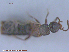  (Phloeopora sp. 1 - UAM:Ento:84245)  @11 [ ] CreativeCommons - Attribution Non-Commercial No Derivatives (2015) Derek Sikes University of Alaska Museum