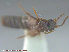  ( - UAM:Ento:95506)  @11 [ ] CreativeCommons - Attribution Non-Commercial No Derivatives (2015) Derek Sikes University of Alaska Museum