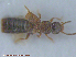  ( - UAM:Ento:84270)  @12 [ ] CreativeCommons - Attribution Non-Commercial No Derivatives (2015) Derek Sikes University of Alaska Museum