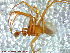  ( - UAM:Ento:86862)  @13 [ ] CreativeCommons - Attribution Non-Commercial No Derivatives (2013) Derek Sikes University of Alaska Museum