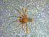  ( - UAM:Ento:26858)  @13 [ ] CreativeCommons - Attribution Non-Commercial No Derivatives (2013) Derek Sikes University of Alaska Museum