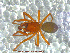  ( - UAM:Ento:87460)  @12 [ ] CreativeCommons - Attribution Non-Commercial No Derivatives (2013) Derek Sikes University of Alaska Museum