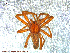  ( - UAM:Ento:87467)  @13 [ ] CreativeCommons - Attribution Non-Commercial No Derivatives (2013) Derek Sikes University of Alaska Museum