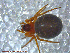  ( - UAM:Ento:88187)  @12 [ ] CreativeCommons - Attribution Non-Commercial No Derivatives (2013) Derek Sikes University of Alaska Museum