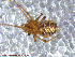  ( - UAM:Ento:91202)  @12 [ ] CreativeCommons - Attribution Non-Commercial No Derivatives (2013) Derek Sikes University of Alaska Museum