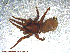  ( - UAM:Ento:91871)  @13 [ ] CreativeCommons - Attribution Non-Commercial No Derivatives (2013) Derek Sikes University of Alaska Museum