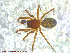  ( - UAM:Ento:94550)  @13 [ ] CreativeCommons - Attribution Non-Commercial No Derivatives (2013) Derek Sikes University of Alaska Museum