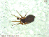  (Styloctetor cf. romana - UAM:Ento:65409)  @11 [ ] CreativeCommons - Attribution Non-Commercial No Derivatives (2013) Derek Sikes University of Alaska Museum