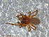  ( - UAM:Ento:95353)  @13 [ ] CreativeCommons - Attribution Non-Commercial No Derivatives (2013) Derek Sikes University of Alaska Museum