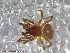  ( - UAM:Ento:95354)  @12 [ ] CreativeCommons - Attribution Non-Commercial No Derivatives (2013) Derek Sikes University of Alaska Museum