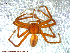  ( - UAM:Ento:116821)  @12 [ ] CreativeCommons - Attribution Non-Commercial No Derivatives (2013) Derek Sikes University of Alaska Museum