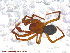  (Robertus crosbyi - UAM:Ento:95638)  @13 [ ] CreativeCommons - Attribution Non-Commercial No Derivatives (2013) Derek Sikes University of Alaska Museum