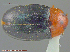  ( - UAM:Ento:97109)  @11 [ ] CreativeCommons - Attribution Non-Commercial No Derivatives (2014) Derek Sikes University of Alaska Museum
