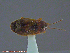  (Plinthisus - UAM:Ento:106224)  @14 [ ] CreativeCommons - Attribution Non-Commercial No Derivatives (2014) Derek Sikes University of Alaska Museum