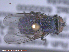  (Protocalliphora bennetti - UAM:Ento:97516)  @13 [ ] CreativeCommons - Attribution Non-Commercial No Derivatives (2015) Derek Sikes University of Alaska Museum