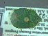  ( - UAM:Ento:257135)  @12 [ ] CreativeCommons - Attribution Non-Commercial No Derivatives (2014) Derek Sikes University of Alaska Museum
