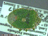  ( - UAM:Ento:97023)  @12 [ ] CreativeCommons - Attribution Non-Commercial No Derivatives (2014) Derek Sikes University of Alaska Museum