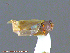  ( - UAM:Ento:96897)  @12 [ ] CreativeCommons - Attribution Non-Commercial No Derivatives (2014) Derek Sikes University of Alaska Museum