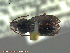  ( - UAM:Ento:93665)  @12 [ ] CreativeCommons - Attribution Non-Commercial No Derivatives (2014) Derek Sikes University of Alaska Museum