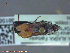  ( - UAM:Ento:96714)  @12 [ ] CreativeCommons - Attribution Non-Commercial No Derivatives (2014) Derek Sikes University of Alaska Museum