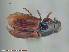  ( - UAM:Ento:94502)  @13 [ ] CreativeCommons - Attribution Non-Commercial No Derivatives (2015) Derek Sikes University of Alaska Museum