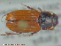  ( - UAM:Ento:94506)  @11 [ ] CreativeCommons - Attribution Non-Commercial No Derivatives (2015) Derek Sikes University of Alaska Museum