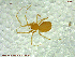  ( - UAM:Ento:97591)  @13 [ ] CreativeCommons - Attribution Non-Commercial No Derivatives (2013) Derek Sikes University of Alaska Museum