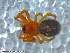  ( - UAM:Ento:98936)  @12 [ ] CreativeCommons - Attribution Non-Commercial No Derivatives (2013) Derek Sikes University of Alaska Museum
