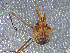  ( - UAM:Ento:83471)  @13 [ ] CreativeCommons - Attribution Non-Commercial No Derivatives (2013) Derek Sikes University of Alaska Museum