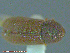  ( - UAM:Ento:111007)  @11 [ ] CreativeCommons - Attribution Non-Commercial No Derivatives (2014) Derek Sikes University of Alaska Museum