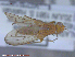  ( - UAM:Ento:106779)  @11 [ ] CreativeCommons - Attribution Non-Commercial No Derivatives (2015) Derek Sikes University of Alaska Museum