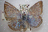  ( - UAM:Ento:106583)  @13 [ ] CreativeCommons - Attribution Non-Commercial No Derivatives (2015) Derek Sikes University of Alaska Museum