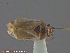  ( - UAM:Ento:105934)  @13 [ ] CreativeCommons - Attribution Non-Commercial No Derivatives (2014) Derek Sikes University of Alaska Museum