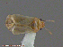  ( - UAM:Ento:105943)  @13 [ ] CreativeCommons - Attribution Non-Commercial No Derivatives (2014) Derek Sikes University of Alaska Museum