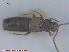  (Boreophilia caseyi - UAM:Ento:105021)  @11 [ ] CreativeCommons - Attribution Non-Commercial No Derivatives (2015) Derek Sikes University of Alaska Museum