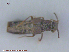  ( - UAM:Ento:104918)  @11 [ ] CreativeCommons - Attribution Non-Commercial No Derivatives (2015) Derek Sikes University of Alaska Museum