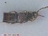  ( - UAM:Ento:105803)  @11 [ ] CreativeCommons - Attribution Non-Commercial No Derivatives (2015) Derek Sikes University of Alaska Museum