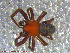  ( - UAM:Ento:108367)  @11 [ ] CreativeCommons - Attribution Non-Commercial No Derivatives (2013) Derek Sikes University of Alaska Museum