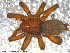  (Gnaphosa parvula - UAM:Ento:108369)  @13 [ ] CreativeCommons - Attribution Non-Commercial No Derivatives (2013) Derek Sikes University of Alaska Museum