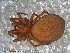  ( - UAM:Ento:109701)  @12 [ ] CreativeCommons - Attribution Non-Commercial No Derivatives (2013) Derek Sikes University of Alaska Museum